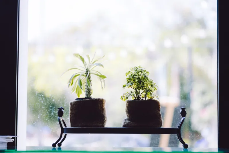 Before You Even Ring the Doorbell: What a Host's Plants Tell You About the Stay Ahead